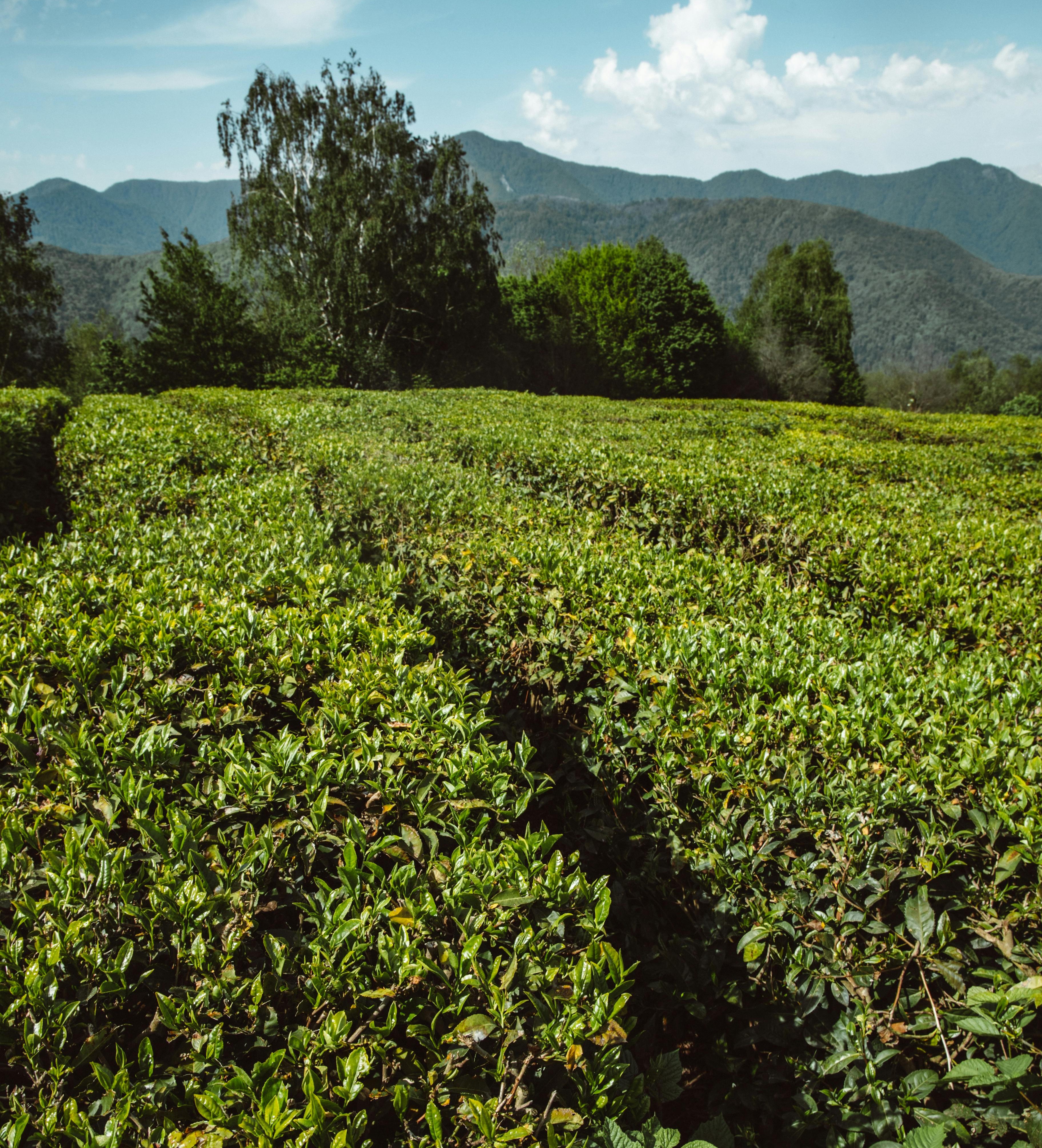 A feild a crops.