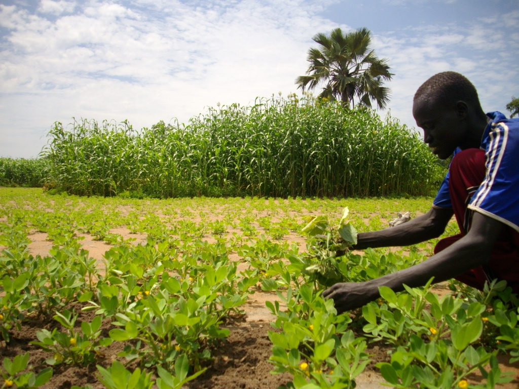 Farmer planting.